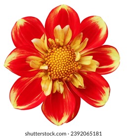 Red  dahlia. Flower on a white isolated background with clipping path.  For design.  Closeup.  Nature.