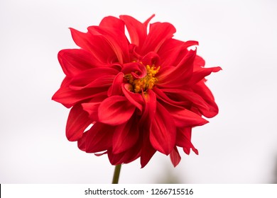Red Dahlia on a white background