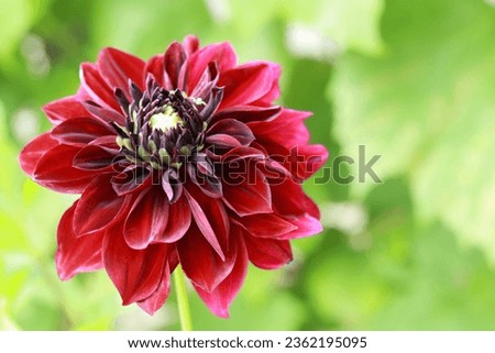 Red Dahlia petals closeup .Red dahlia Black Jack blooming .These colorful, spiky, daisy-like flowers. Big autumn flowers .Fresh red dahlia flower head on light green defocused background. Macro photo