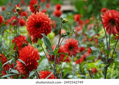 Red Dahlias In The Summer Garden. A Tuberous-rooted Mexican Plant Of The Daisy Family. Beautiful Nature Background. - Powered by Shutterstock