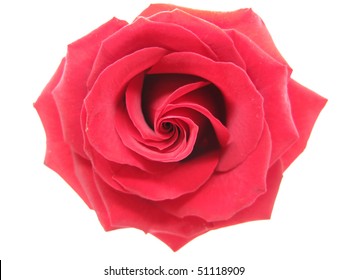 Red Damask Rose Isolated On White Background