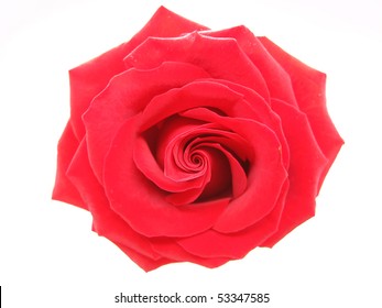 Red Damask Rose Isolated On White Background