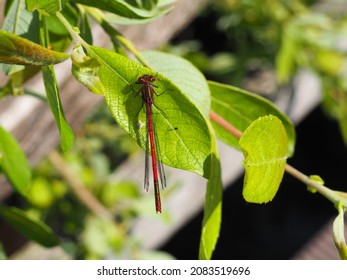 Red Damselfly Resting On A Leaf.