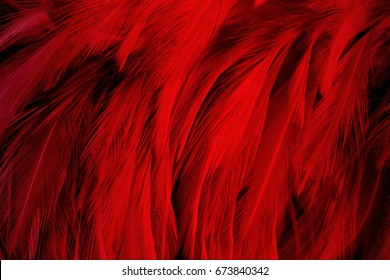 Red Dark Color Feather Texture Background