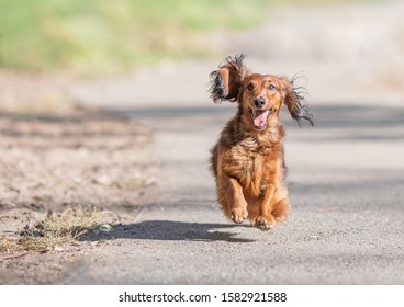 Red Daschund Running In A Park