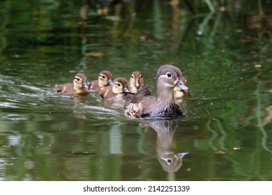 Red Data Book mandarin ducks in the wild. Beautiful bright ducks swim in the pond. Mandarin duck chicks. - Powered by Shutterstock