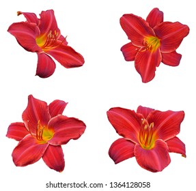 Red Daylily Head Flower Isolated White