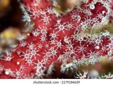 Red Dead Man's Fingers - Alcyonium Palmatum, Beautiful Red Soft Coral From The Mediterranean Sea Reefs, Pag Island, Croatia.