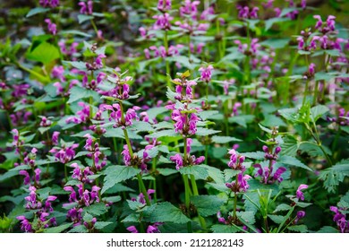 Red Deadnettle Lamium purpureum herbal plant in forest. Red Dead Nettle flowers  in the garden. Purple dead nettle blooms. Blossoming growing purple archangel herbs