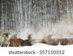 Red Deer