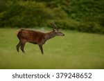 Red Deer