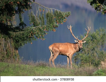 red deer