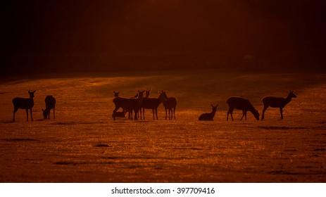 Red Deer 