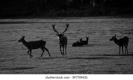 Red Deer 