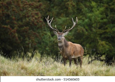 Red Deer