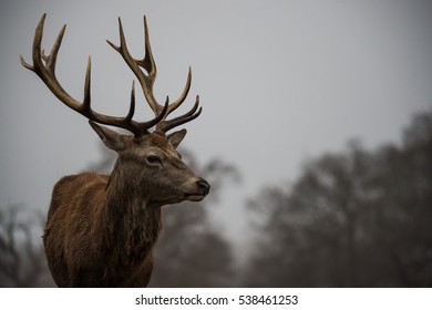 Red Deer