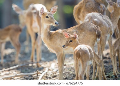 Red Deer