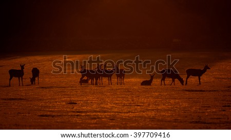 Red Deer 