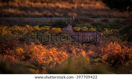 Red Deer 