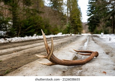 Red Deer Antler Shed On A Forest Road.