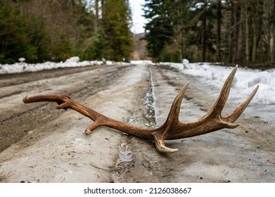 Red Deer Antler Shed On A Forest Road.