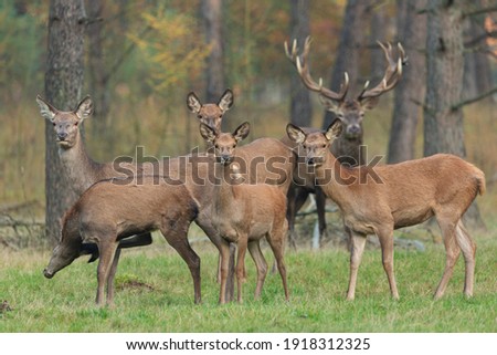 Red deer in autumn forest, Veluwe, the Netherlands