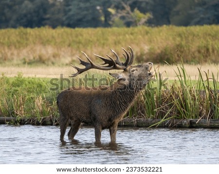 Red Deer Bellowing During the Rut