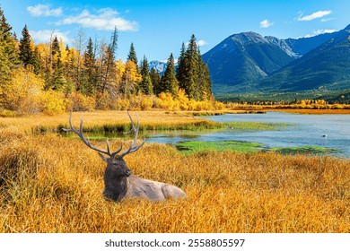 Red deer with branched antlers rests in tall grass. Vermilion Lakes. Park Banff. The Canadian Rockies. Calm, sunny autumn day. Majestic mountains surround the lakes. - Powered by Shutterstock