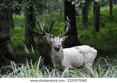 Red Deer, cervus elaphus, Albino Stag, Sweden