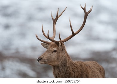 Red Deer (Cervus Elaphus) - Cairngorms Stag