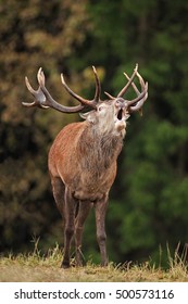 Red Deer, Cervus Elaphus, Czech Republic