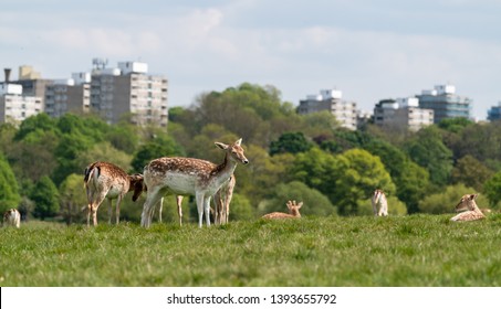 Red Deer (Cervus Elaphus) And Fallow Deer (Dama Dama) With London Skyline In Background, United Kingdom