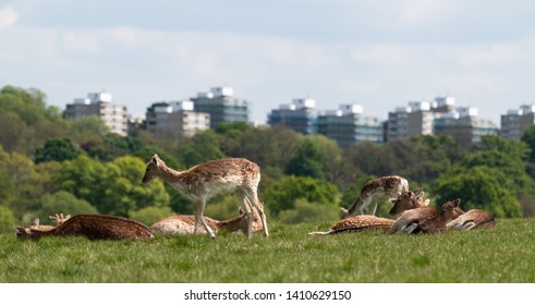 Red Deer (Cervus Elaphus) And Fallow Deer (Dama Dama) With London Skyline In Background, United Kingdom