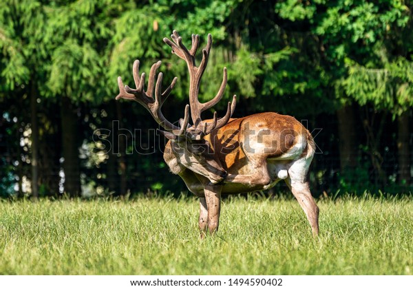 Red Deer Cervus Elaphus German Nature Stock Photo Edit Now 1494590402