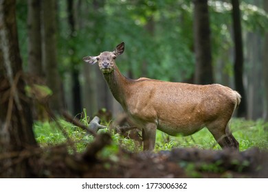 437 Pregnant deer Images, Stock Photos & Vectors | Shutterstock