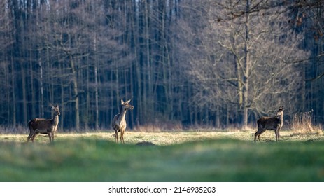 9,193 National animal poland Images, Stock Photos & Vectors | Shutterstock