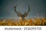 Red deer (Cervus elaphus) with huge antlers. Rutting time