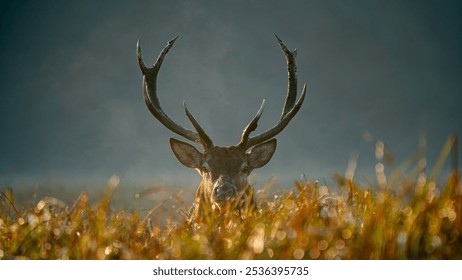 Red deer (Cervus elaphus) with huge antlers. Rutting time