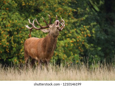 Red Deer Cervus Elaphus Male