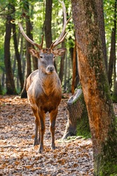 Red Deer - Cervus Elaphus 
Males Have Ostentatious Horns, Females And Offspring Do Not Have Horns.