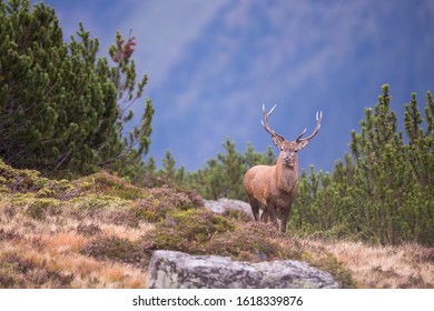 Red Deer (Cervus Elaphus), Mountain Stag, Stubai Valley, Tyrol, Austria