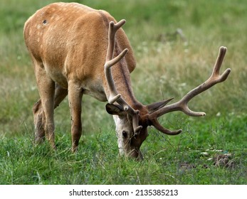 The red deer (Cervus elaphus)  in natural habitat