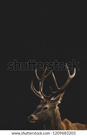 Similar – Image, Stock Photo at king’s Deer Elk Animal