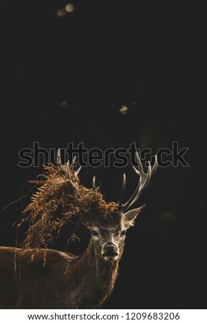 Similar – Image, Stock Photo at king’s Deer Elk Animal