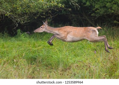 Red deer, cervus elaphus, runnig dynamically at high speed. Wildlife action scenery from nature. Mammal jumping while sprinting fast.
