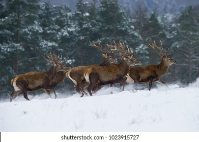 The Red Deer, Cervus elaphus running in the snow, in typical winter environment, majestic animal proudly wearing his antlers, sparkle in the eye, the herd of Red Deers in the snowy forest - Powered by Shutterstock