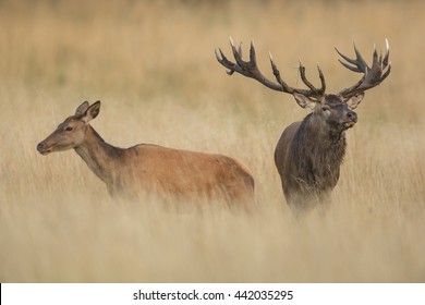 Red Deer Cervus Elaphus Rutting