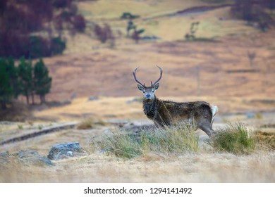 Red Deer, Cervus Elaphus  In Scotland