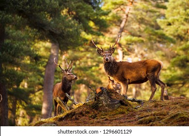 Red Deer, Cervus Elaphus  In Scotland