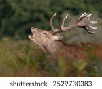 Red deer, Cervus elaphus, Single male head shot, London, October 2024